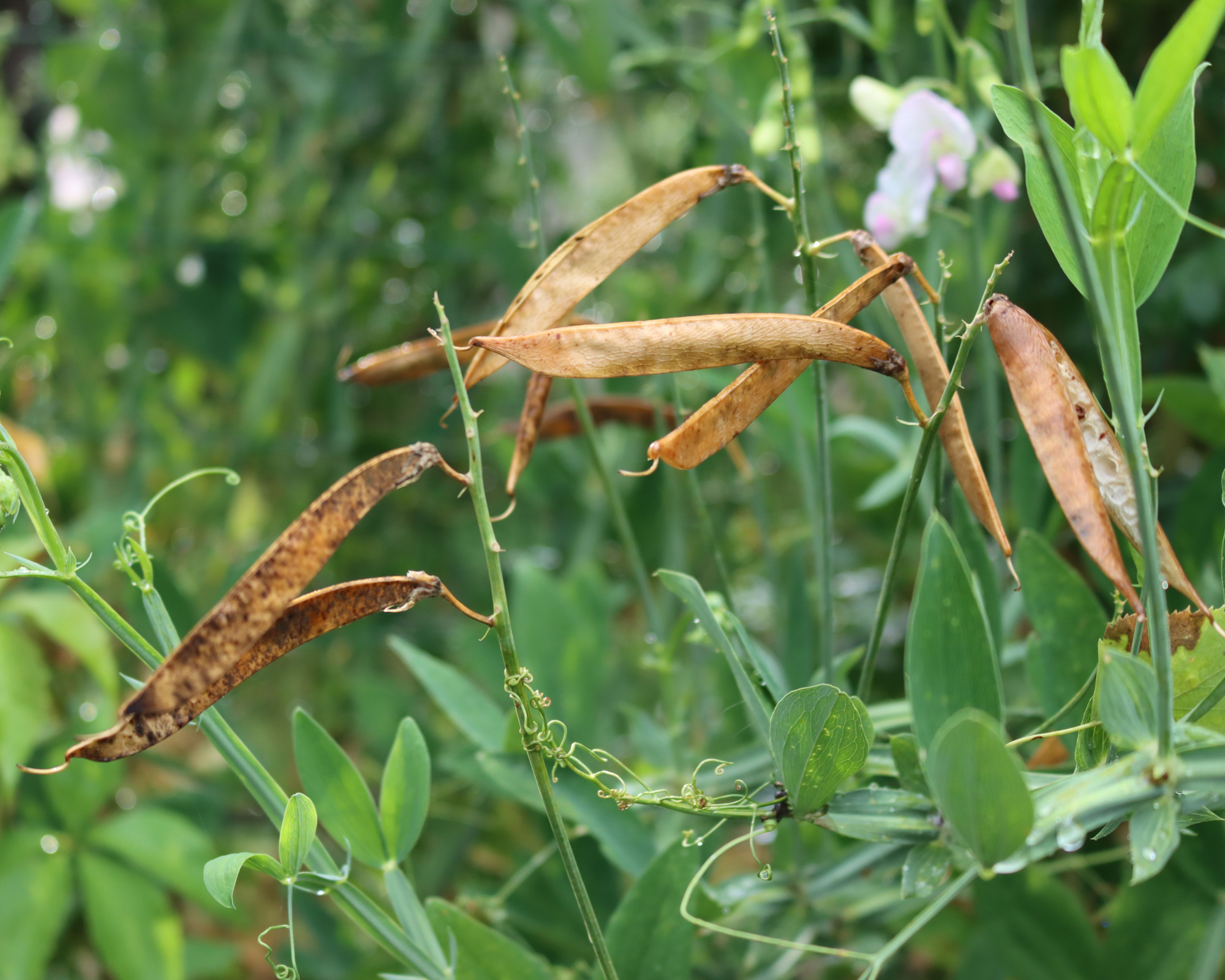 Brown sweet pea pods on the plant