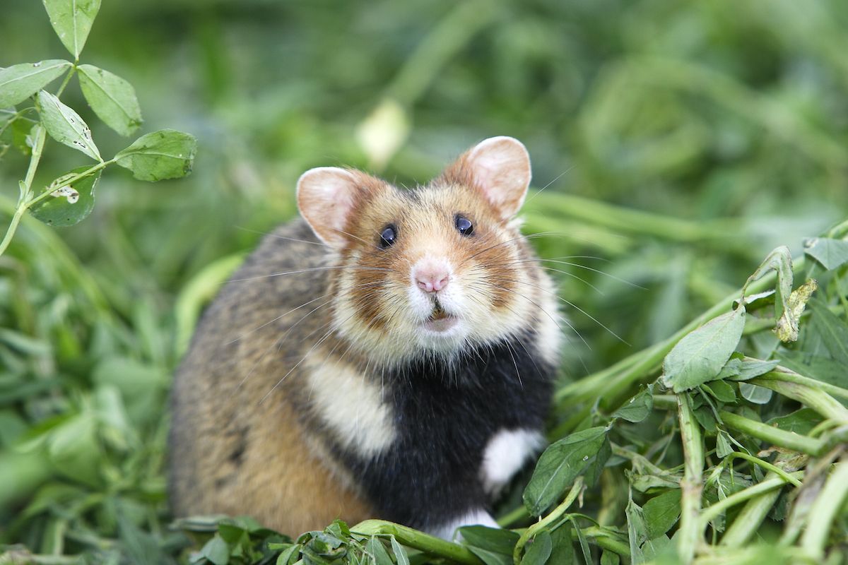 Chinese hamster clearance diet