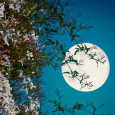 Full moon as seen through jasmine plant.