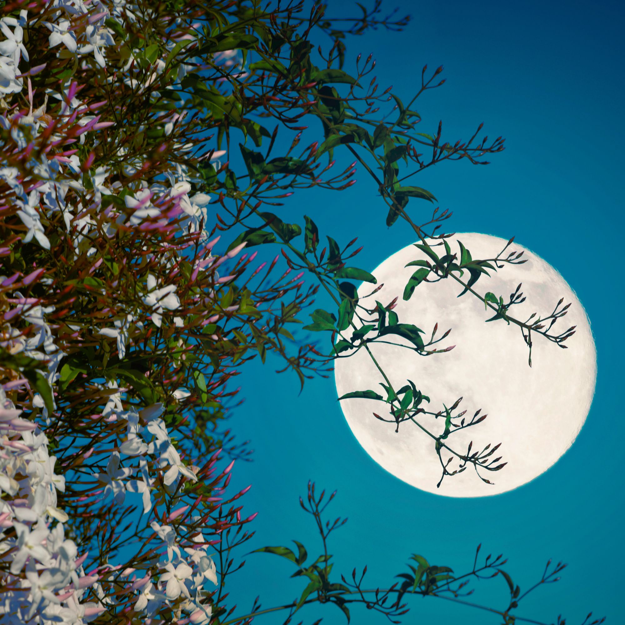 Full moon as seen through jasmine plant.