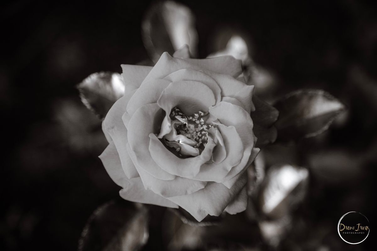 GuruShots - Monochrome Moments Jan 26