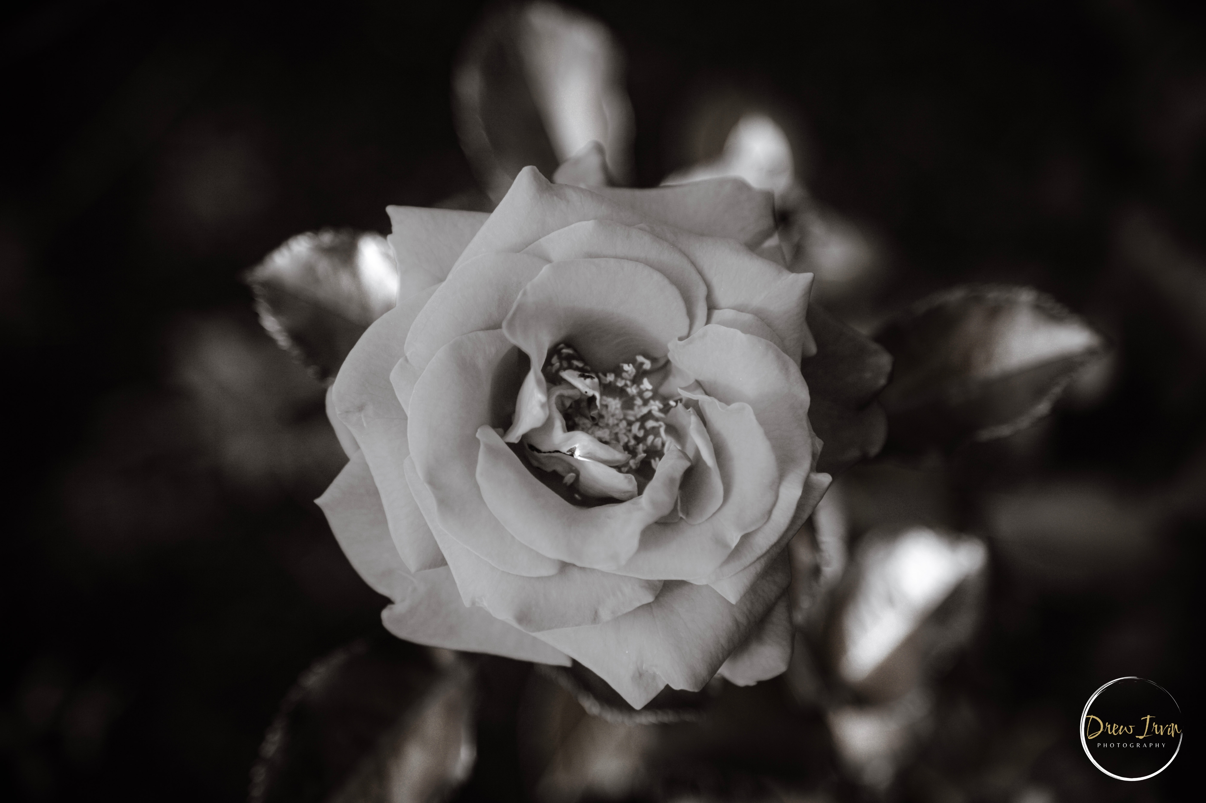 GuruShots - Monochrome Moments Jan 26