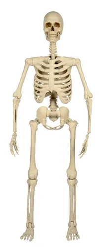 Haunted Living 5-ft Ultra Posable Skeleton Halloween Decoration Haunted Living 5-ft Ultra Posable Skeleton Halloween Decoration