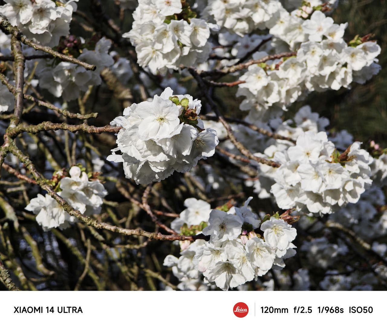A photo captured on the Xiaomi 14 Ultra