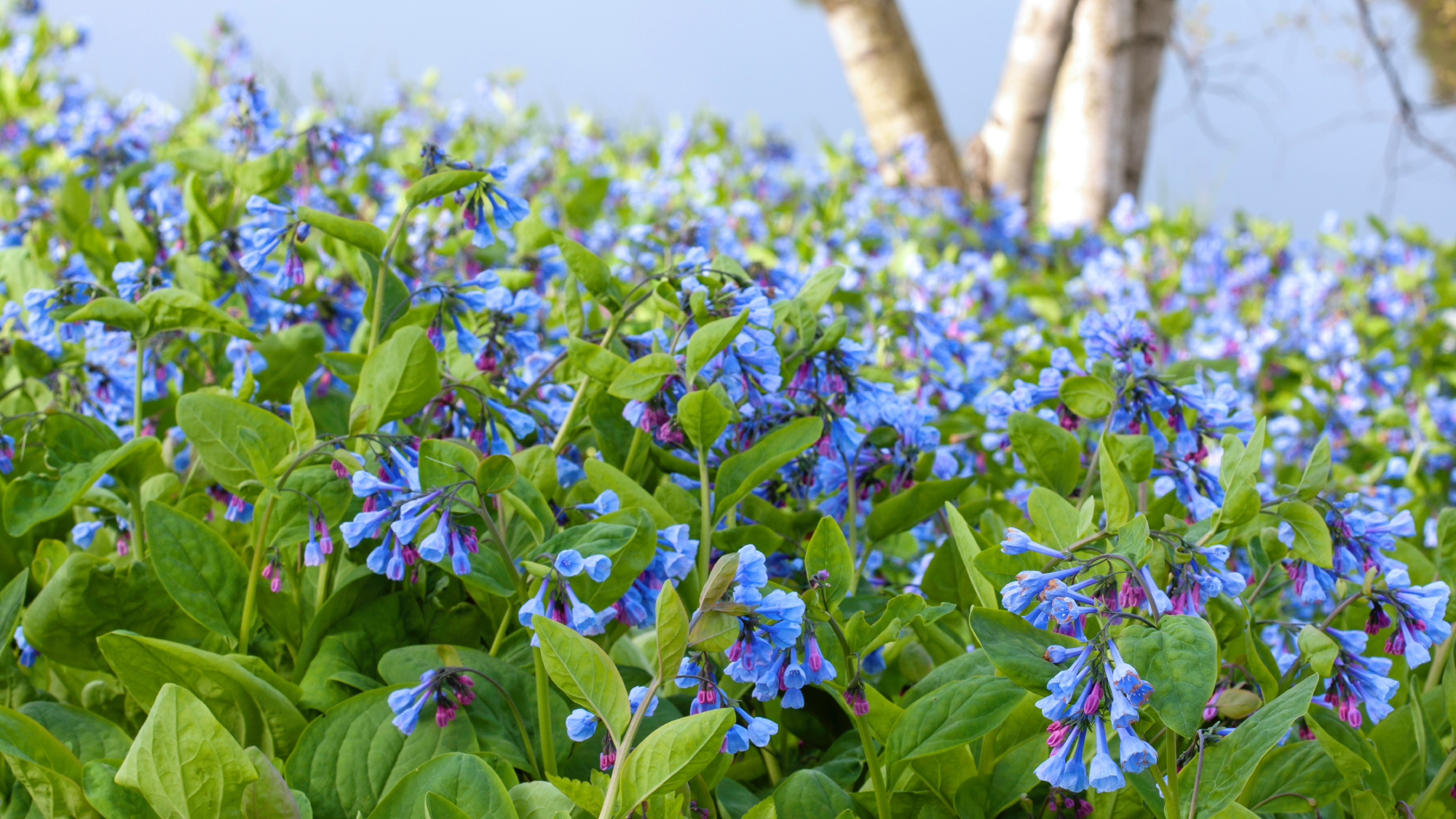 hillside covered in virginia bluebells