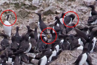 Enlarged excerpt from photograph above, showing evidence of nesting and chick-feeding in the California Common Murre colony on Prince Island. Left red circle highlights an adult murre holding a fish in its bill; center circle highlights a murre egg fragment, with yellowish interior of eggshell visible; right circle highlights another adult murre also holding a fish, possibly attempting to feed prey to a chick.