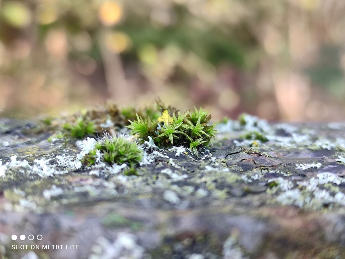 Xiaomi Mi 10T Lite camera sample