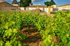 Ch&acirc;teau Climens