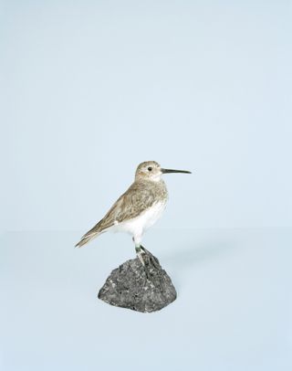 Bird standing on a small rock.