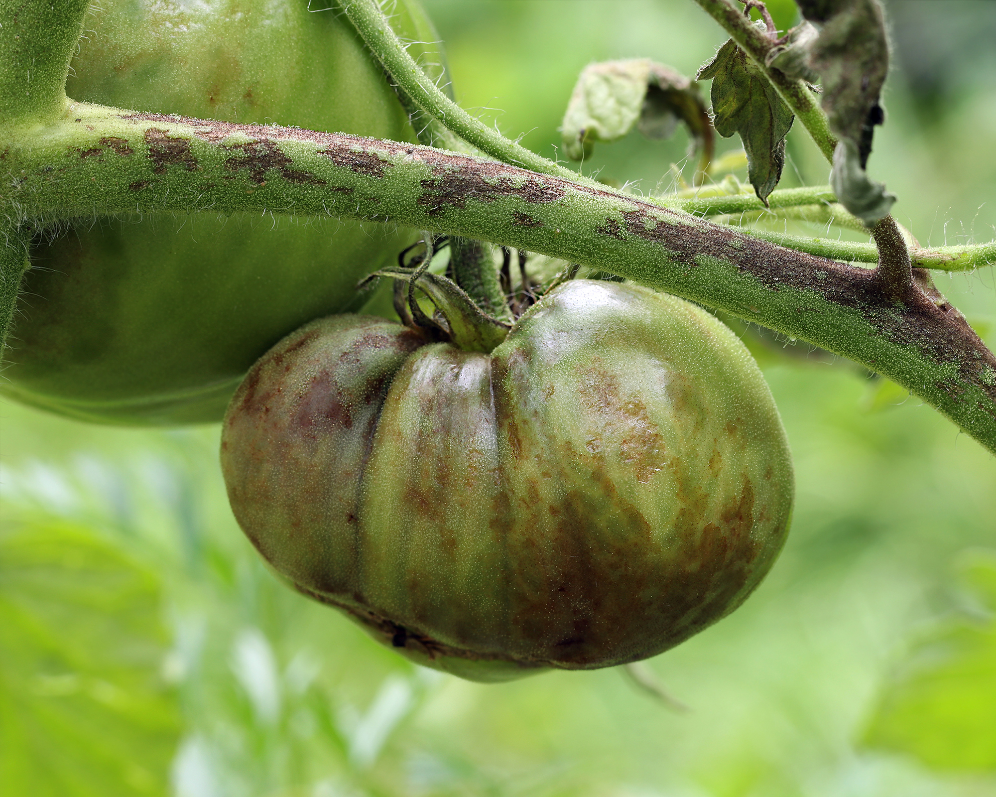 Unripe tomatoes affected by late blight