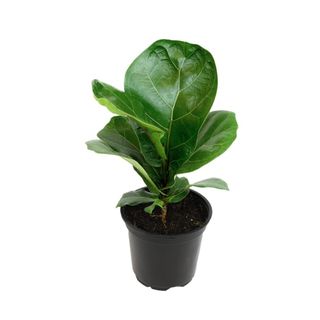 A fiddle leaf fig plant in a black pot