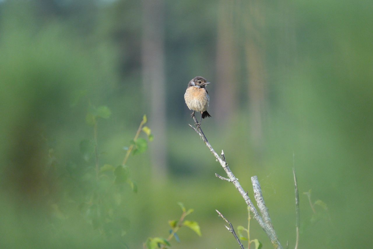 Sony RX10 V bridge camera sample gallery, a stonechat with an insect in its beak, perched on a branch in a nature reserve