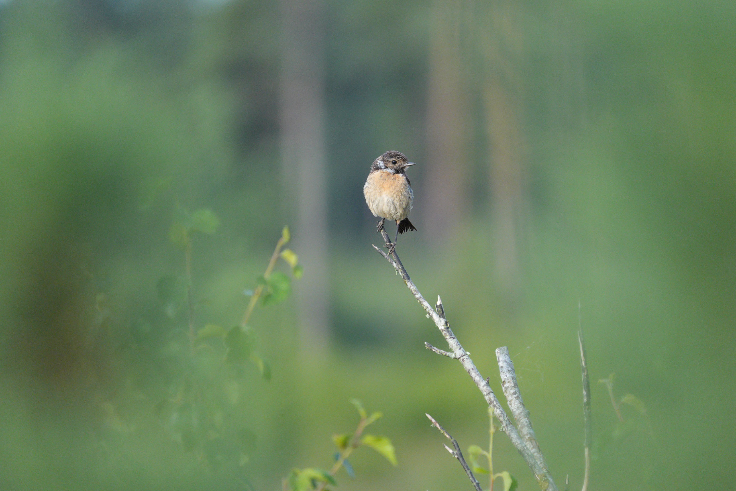 Sony RX10 V bridge camera sample gallery, a stonechat with an insect in its beak, perched on a branch in a nature reserve