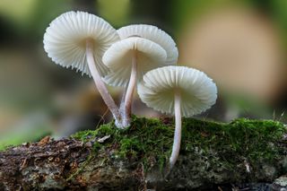 most poisonous plants for dogs: mushrooms