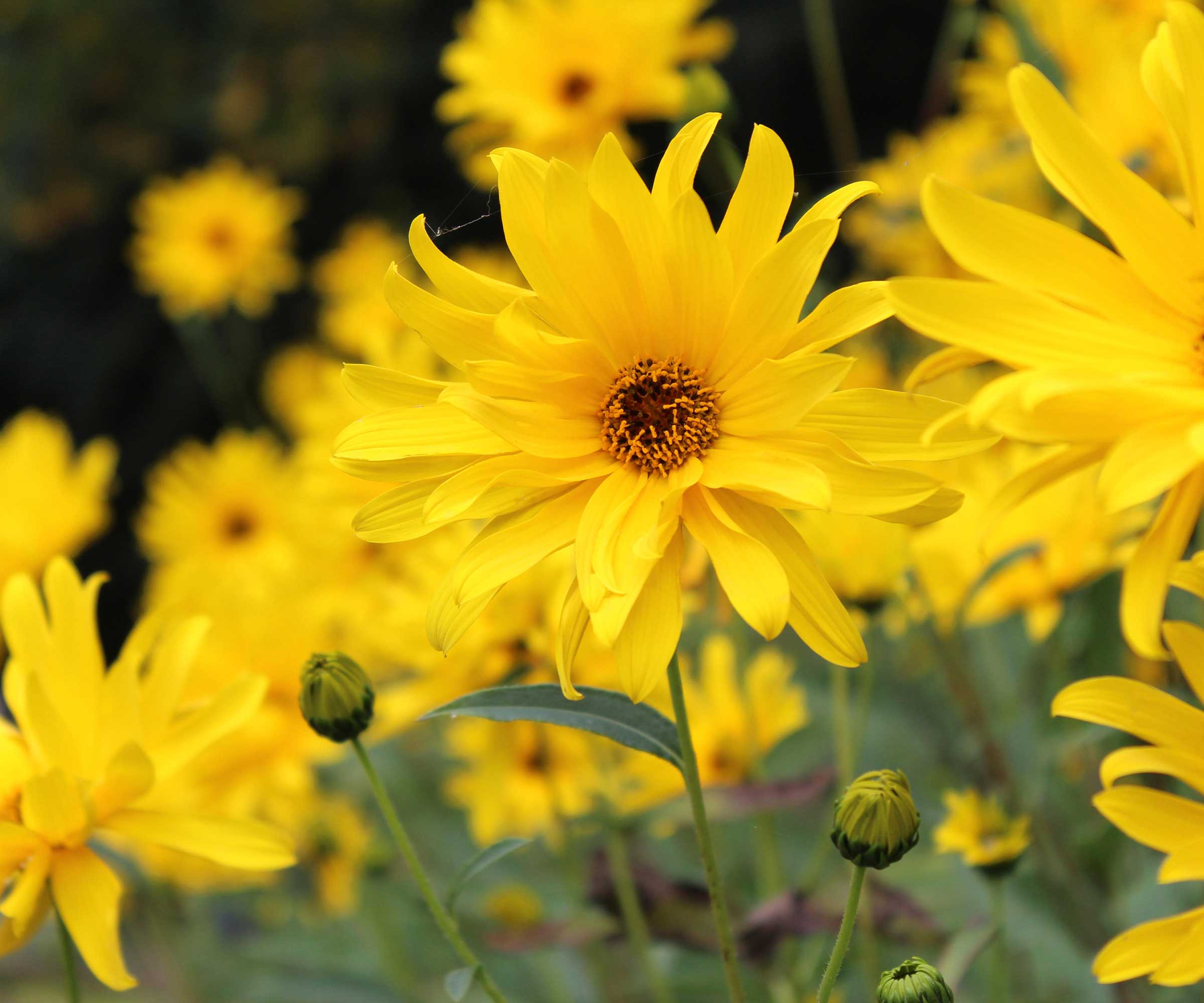 yellow perennial sunflowers