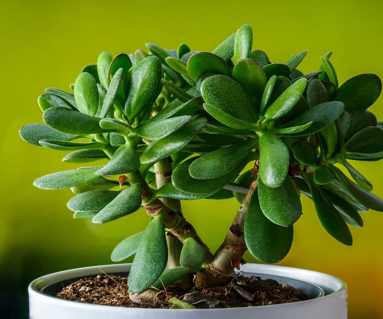 Why is my jade plant dropping leaves? The experts explain