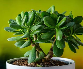 jade plant in pot with green background