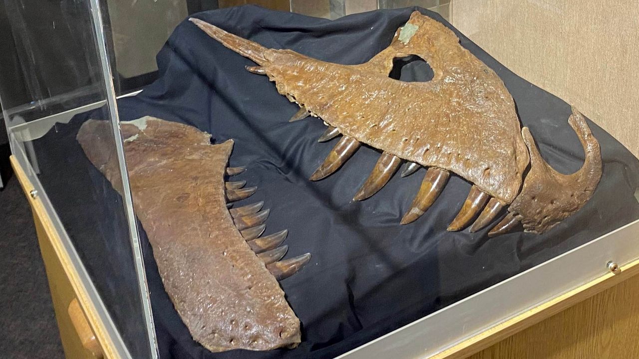 The unearthed skull fragments on display at the Badlands Dinosaur Museum.