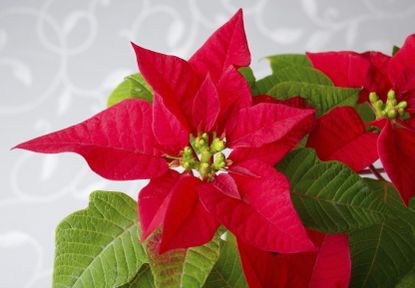 Poinsettia Flowers