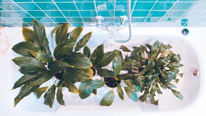 Houseplants in a bathtub with a blue tile wall in the background