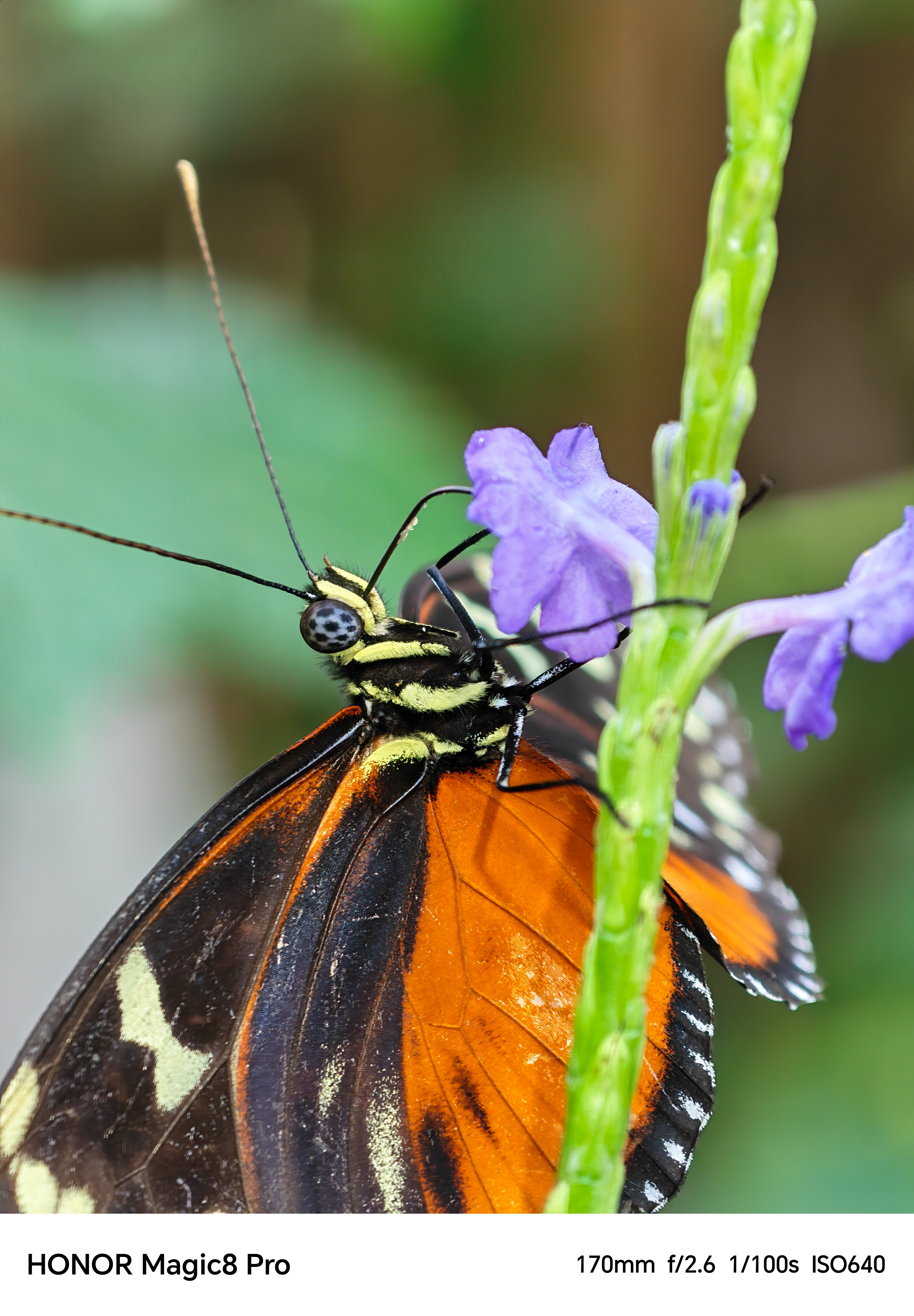 Close-up of a butterfly drinking nectar from a purple flower shot on an Honor Magic 8 Pro