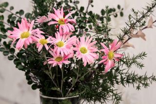 pink chrysanthemums in a vase