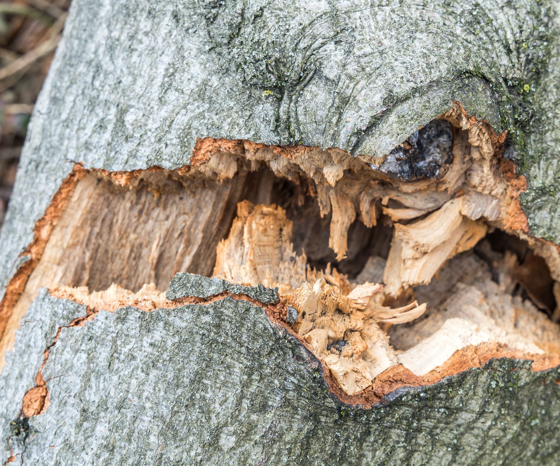 beech tree with cracked branch after sustaining storm damage