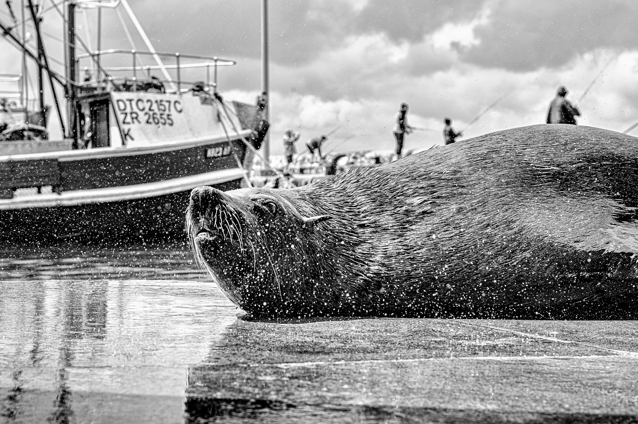 A fur seal raises its head from a Cape Town harbour, water beading on its coat as a fishing boat and anglers stand in the background.