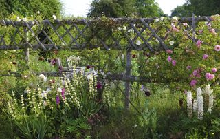 how to plan a cottage garden roses along a trellis