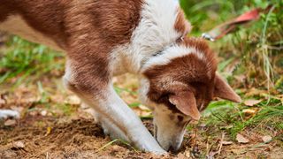 ways to keep your pet entertained when you're not there