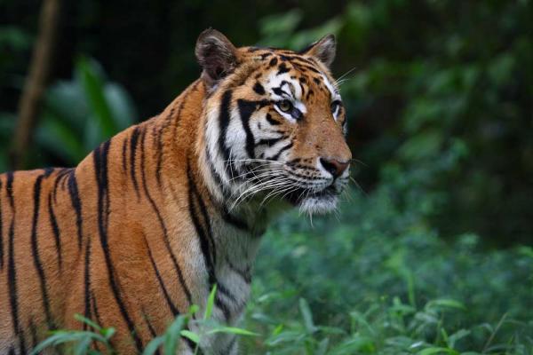 siberian tiger vs bengal tiger fight