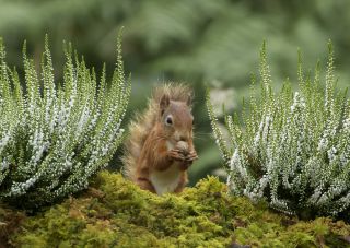 Red squirrel among the heather