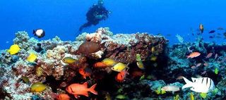 Coral reef at the Papah?naumoku?kea Marine National Monument.