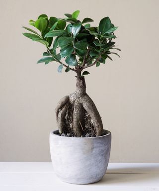 Bonsai ginseng or ficus retusa also known as banyan or Chinese fig tree