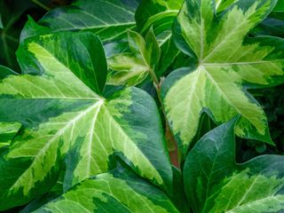 variegated fatshedera leaves