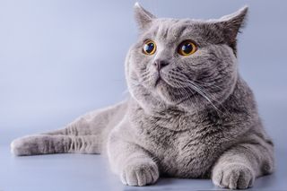 The British shorthair is known for its chunky body and round face and eyes.