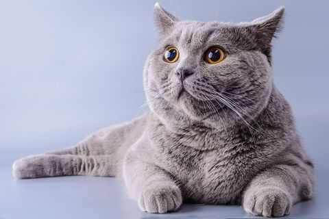 Why dog breeds look so very different, but cats don't | Live Science