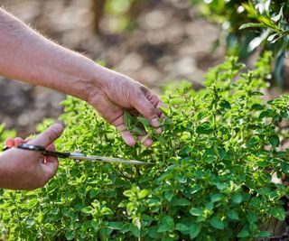 Harvesting oregano in a herb bed