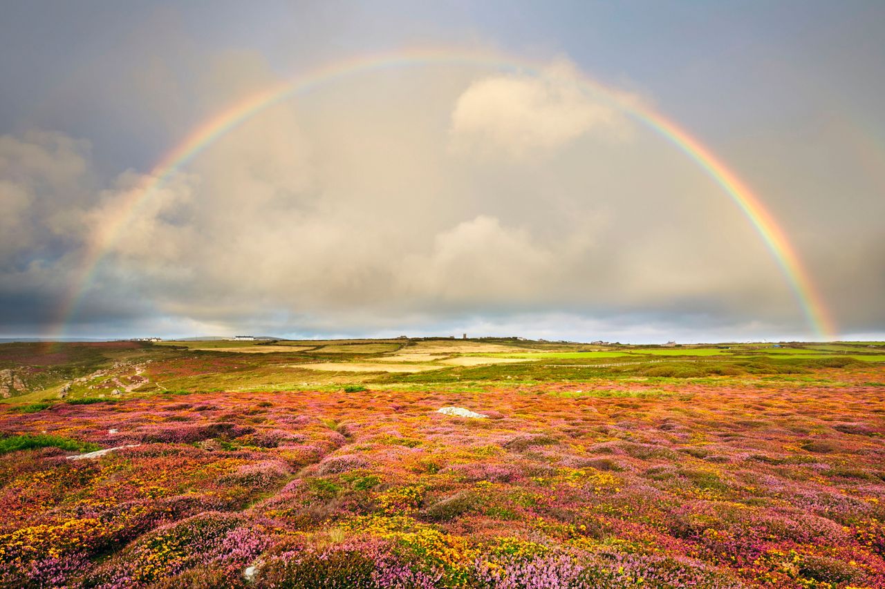 Camelot reborn: richly hued heathland adorns the cliffs at Land’s End, Cornwall.