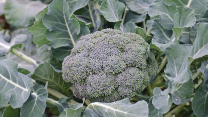 5 vegetables to sow in February