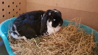 Rabbit sitting in litter box