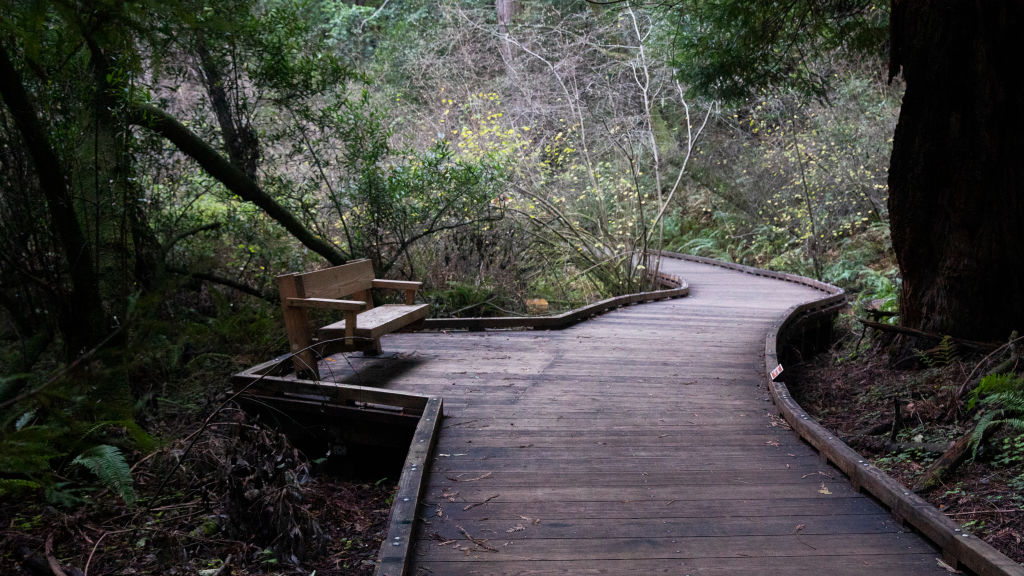 The Muir woods