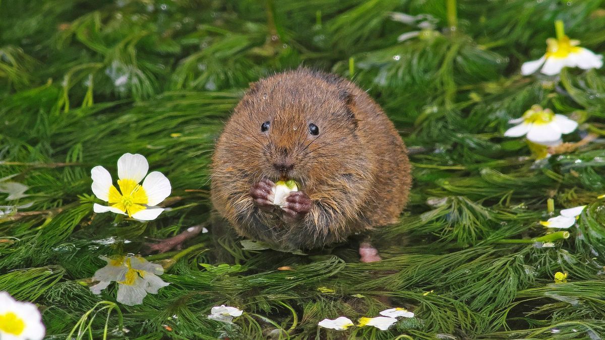 How to get rid of voles – 5 natural, eco-friendly ways to help identify, remove, and prevent these critters from damaging your plants