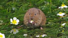 Water Vole