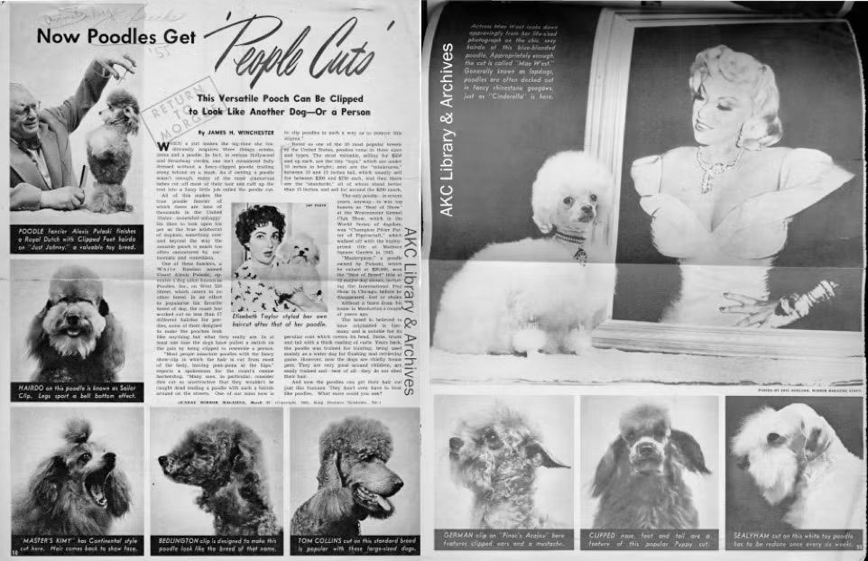 Vintage magazine spreads featuring poodles with elaborate &lsquo;people cuts&rsquo;, including moustaches, bouffant styles and sculpted clips inspired by human hairstyles and fashion trends.