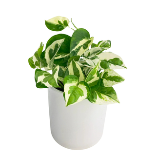 'Pearls and Jade' pothos plant