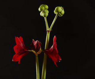 Seed pods forming on a red amaryllis plant