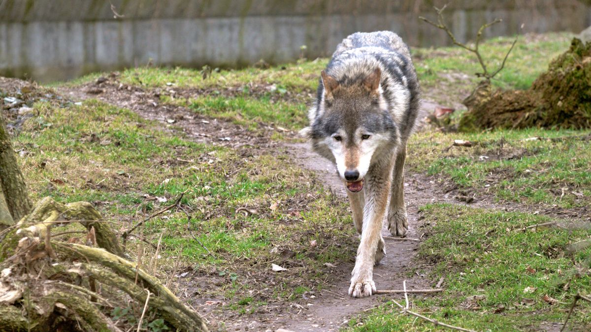 "Use extreme caution": hikers warned after reports of stalking by pack of wolves