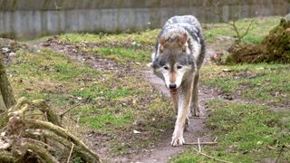 Wolf on trail