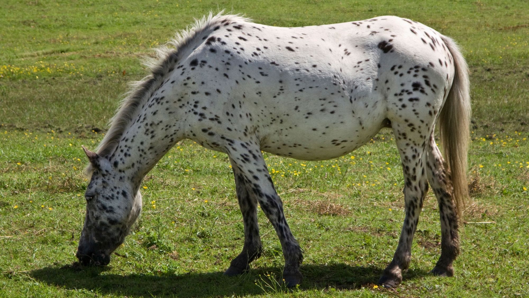 ‘Such an awful disease’: studbook takes action to stamp out PSSM1
